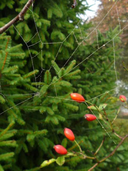 Spinnfäden und ihre Netze werden gesponnen